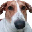 Cata_Escuero