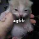 Gay
