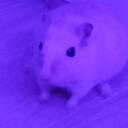 The Rat's Pride Discord Server Icon
