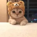 Cat PvP