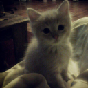 Discovery icon for alien Discord server