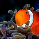 -Fisk Army-