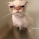 Monkey palace's icon