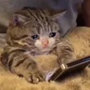 comunidade do cat penki