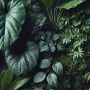 🎋🌿ECSTASIA🌿🎋