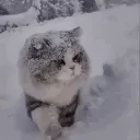 newday . Discord Server Icon