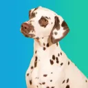 Zendogz Discord server icon