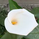 silviameave