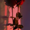 𝕀𝕟𝕤𝕒𝕟𝕚𝕥𝕂𝕖𝕪𝕤 𝕃𝕚𝕓�... Discord Server Icon