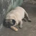 perro