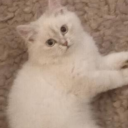 مساوئ المجتمع Discord server icon