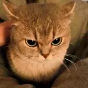 meow verif