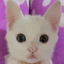 女尼牙隹的貓窩