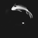 Koi-fe