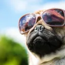 Dog Park