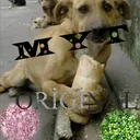 MYT