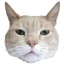 PhantastR Gang
