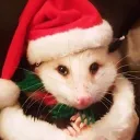 le possum joint