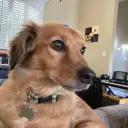 Petey server