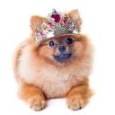 Discord servers tagged with Dog-RP | DISBOARD