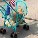 Chicken Coop
