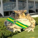 🐸 Palácio do Bufus™