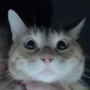 THE TALICAT