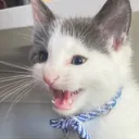 THE TALICAT