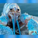 LobsterKingdom