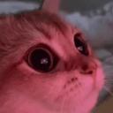 Katt | Free Nitro • Social ...