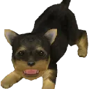 nintendogscord