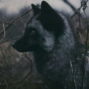 Silver Fox's Discord