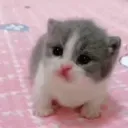 Бука-бака
