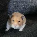 TRASTOTWT | ChuuLovers