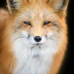 Andaç Koçer Icon