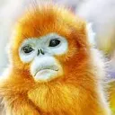 Golden Monkeys Backup