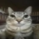 Toshiko┆KEDİ! Discord Server Icon