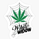 White widow