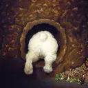 The Burrow🐰