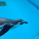 志高く