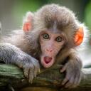 CHEEKY MONKEYS ONLY .   Discord Server Icon