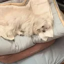 白星球