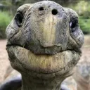 Bob The Turtle's Server