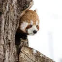 Fluffy Red Pandas