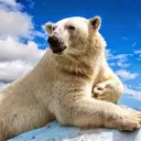 POLAR'S GAFF