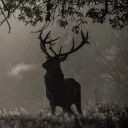 Deer Community