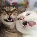 hii ^o^ haii o///o heyyyy :3 Discord Server Icon