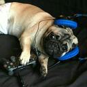The Puggitos Discord Server Icon