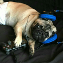 The Puggitos Discord server icon