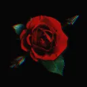 The Rose Garden